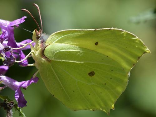 Gonepteryx rhamni